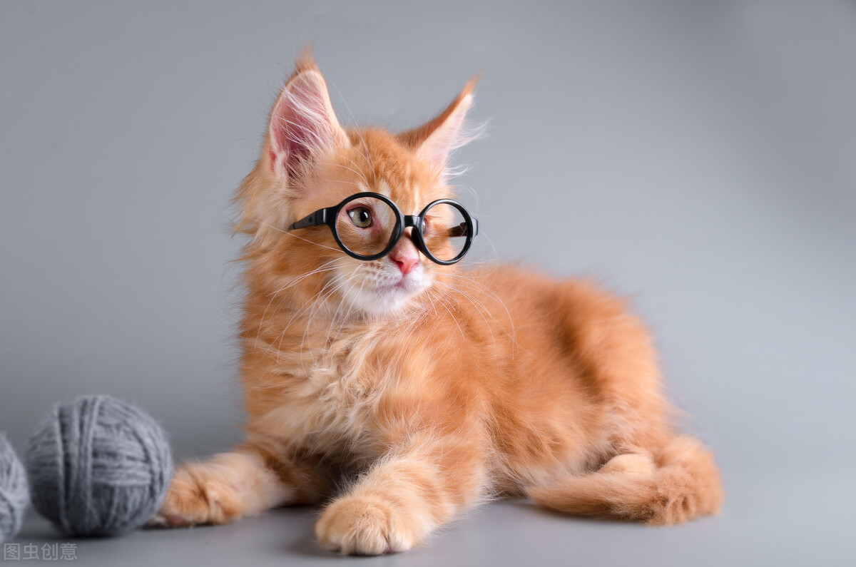 猫咪的胡须有什么有趣的地方,猫咪的胡须不仅仅漂亮还能招财