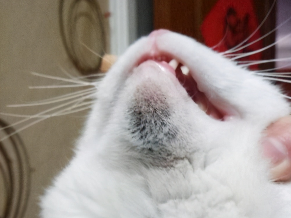 猫咪常见的7种疾病：病因、症状及治疗方法，铲屎官必看