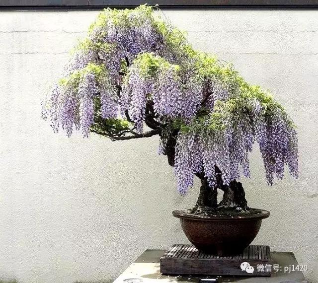 紫藤之美,紫藤迷人的气质