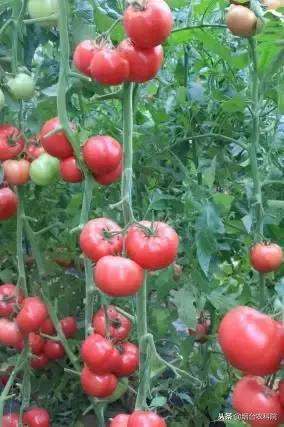 番茄烂果专用药,番茄烂用什么药