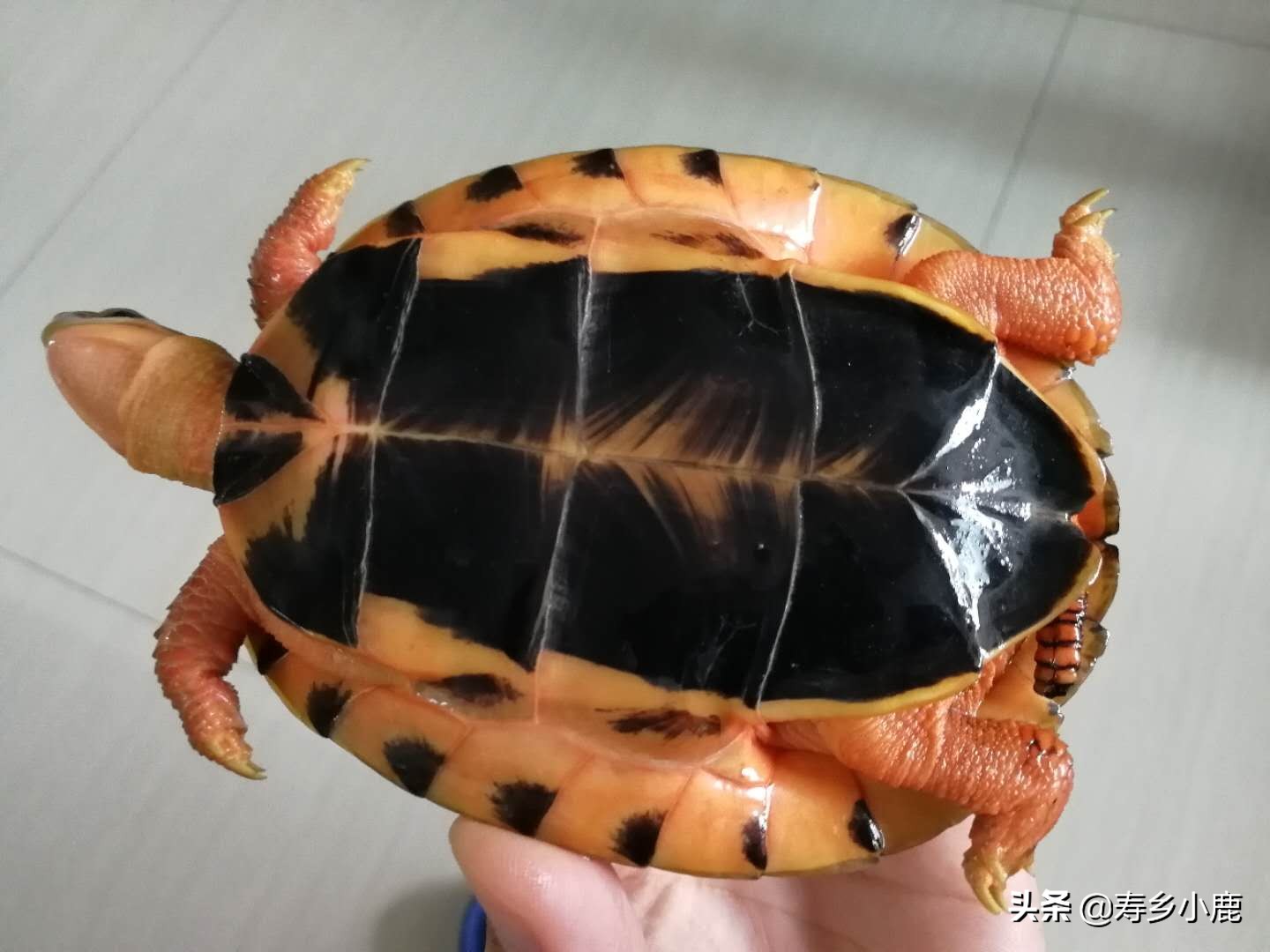 金钱龟和石金钱龟价格差那么多,金钱龟成龟2019价格