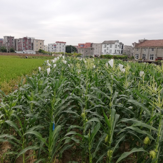 水果玉米是非转基因食品吗,糯玉米和甜玉米是转基因的吗