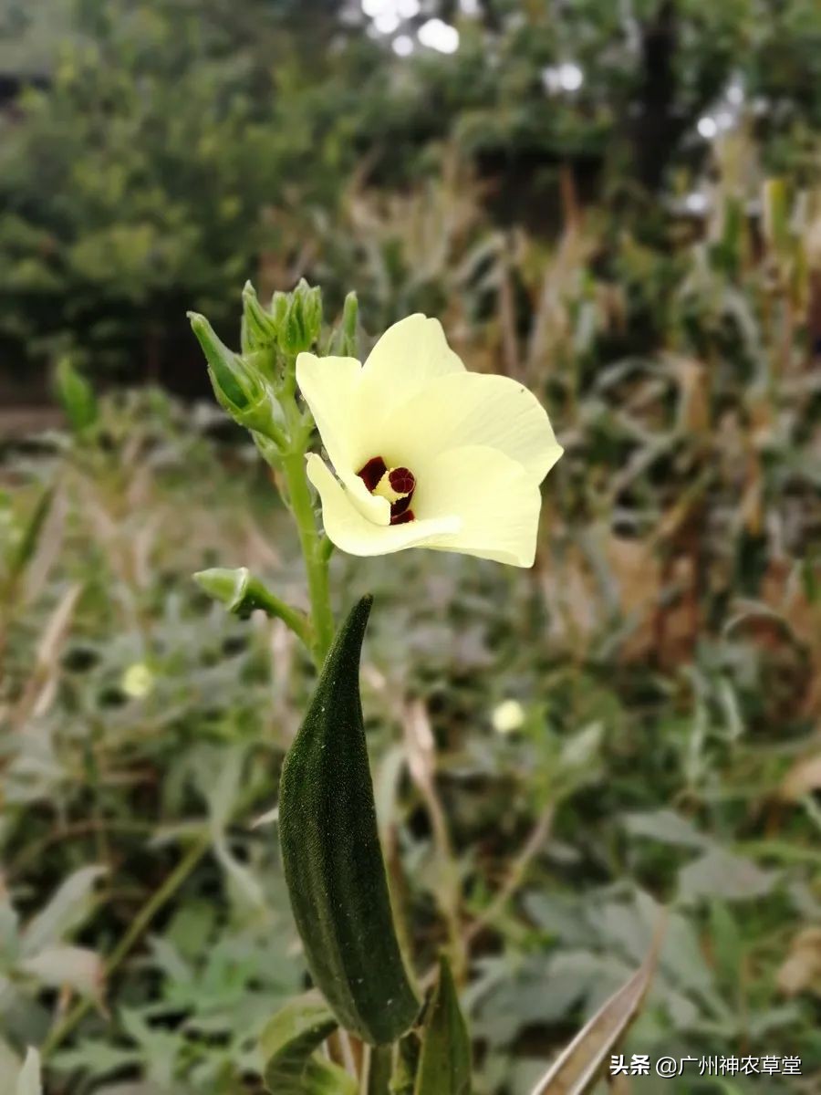 秋葵和曼陀罗长得像吗,如何辨别曼陀罗和龙葵