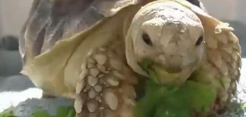 龟的种类和饲养方法,龟的品种和饲养