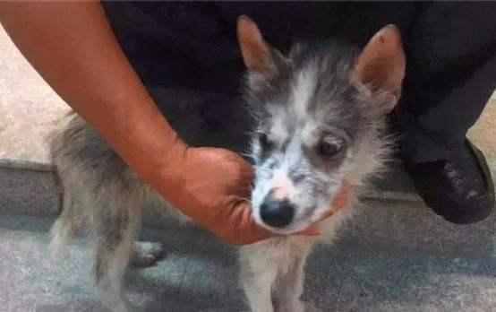 中药也能治狗病？哈士奇预防皮肤病，铲屎官应该懂的4点常识