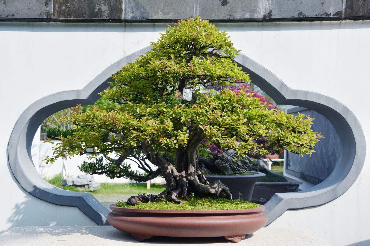 雀梅盆景冬天怎么养护,雀梅盆景养护方法