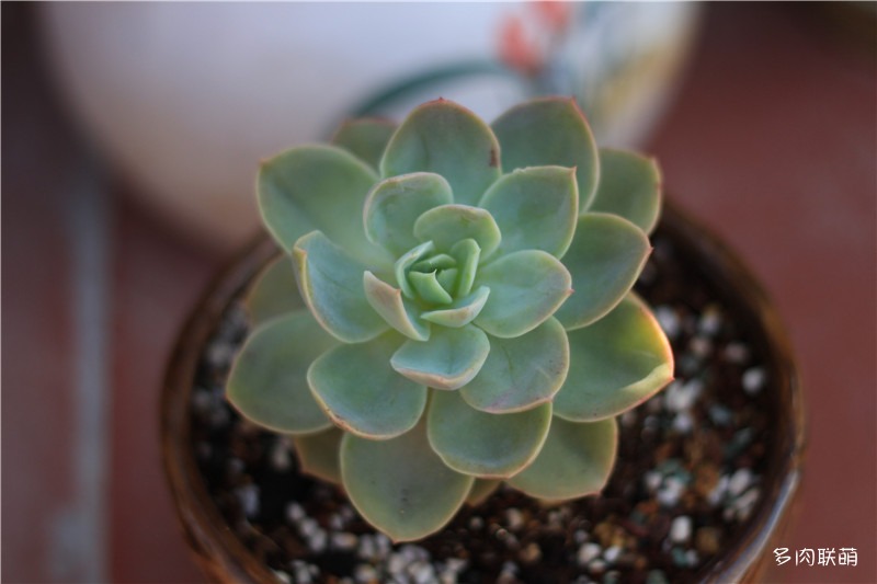 容易爆盆的玫瑰多肉,容易过冬过夏的多肉
