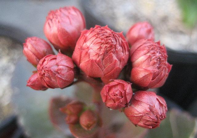 长寿花常见病虫害及治疗办法,长寿花常见病虫害的治疗办法