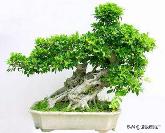 养好花六大关键十年养花经验总结,各种花卉养花技巧知识大全合集