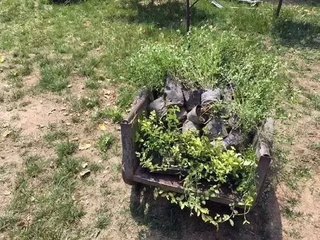 只要花点心思，破房子也能变成网红花店，这里明星都喜欢来打卡