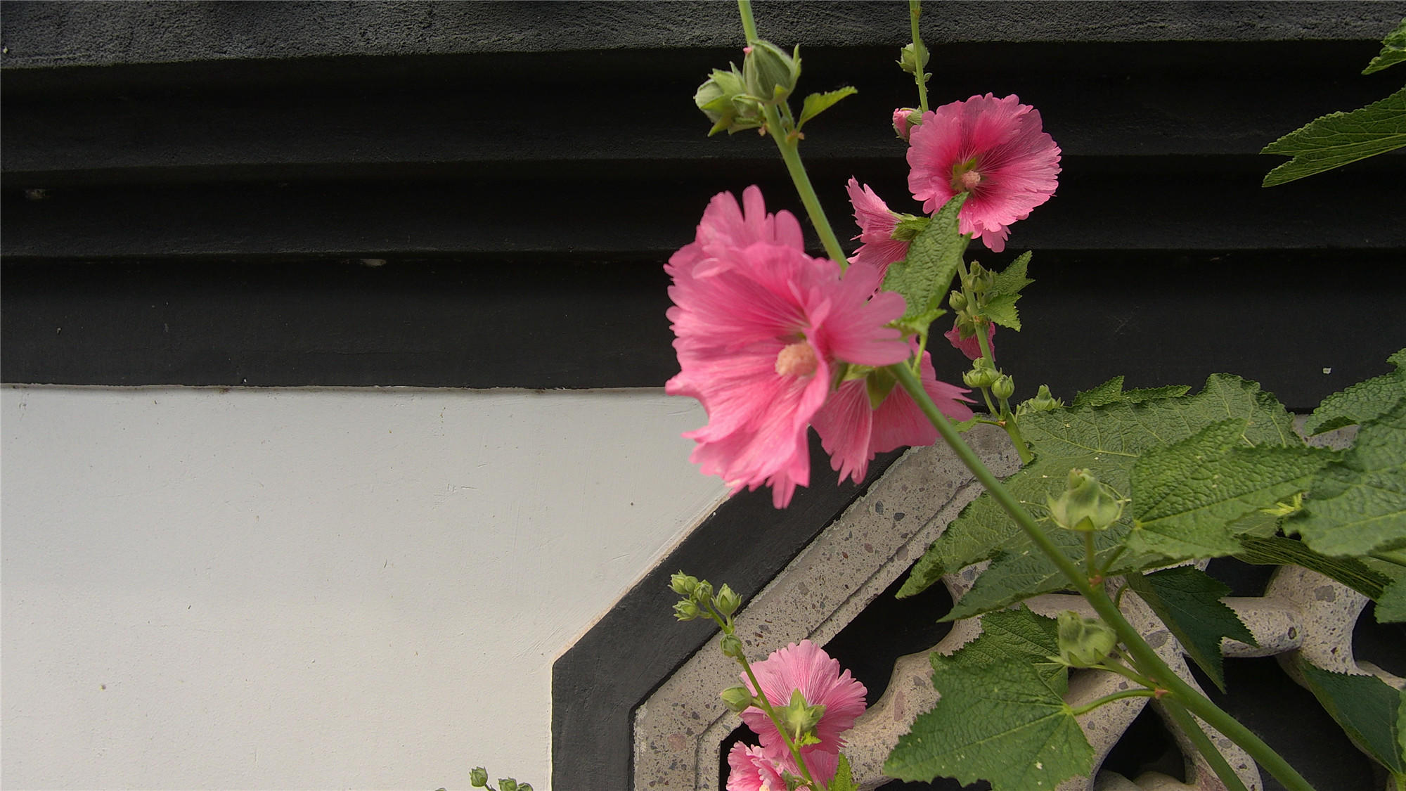 随身携带的小相机,飞宇pocket1云台相机测评