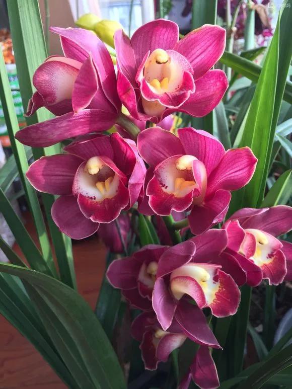 什么兰花春节前后开花又好养,春节期间开花的浓香型兰花