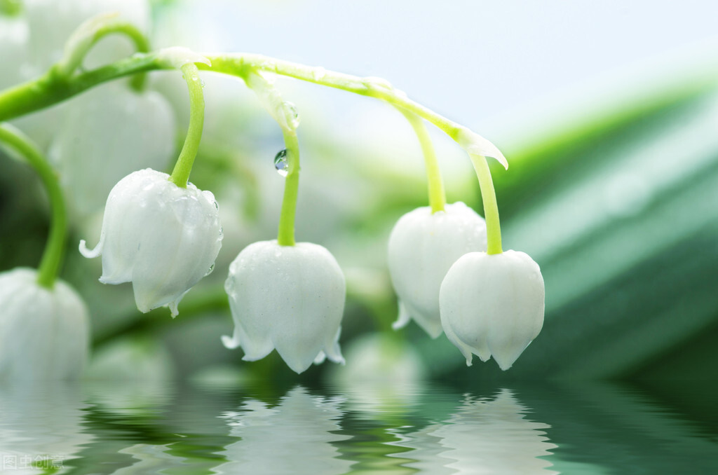 生日鲜花用哪几种花,代表友谊长存和生日快乐花语的花