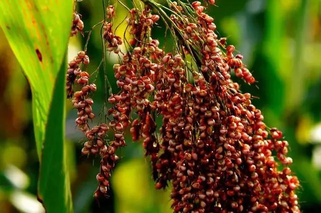 赖高淮·赖公老窖｜六大优势