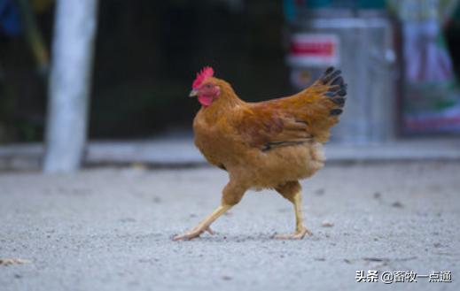怎样防控鸡病,鸡常见的蠕虫病有哪些