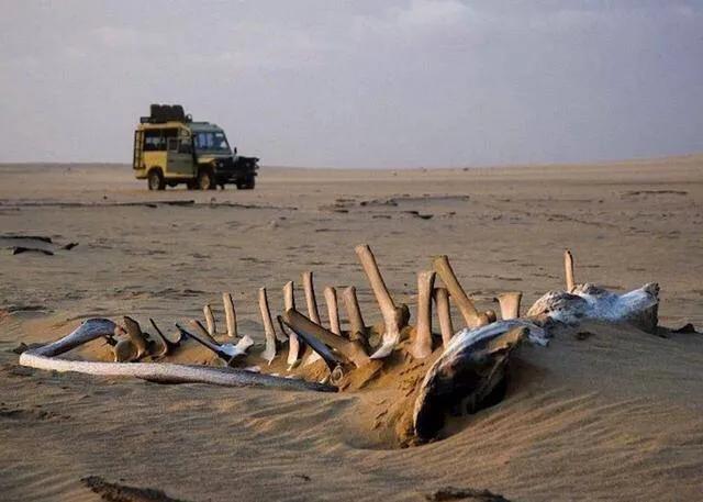 楝兼枾绁炲伐鐨勫ぇ鑷劧璇楀彞,楝兼枾绁炲伐鐨勫ぇ鑷劧鏉颁綔