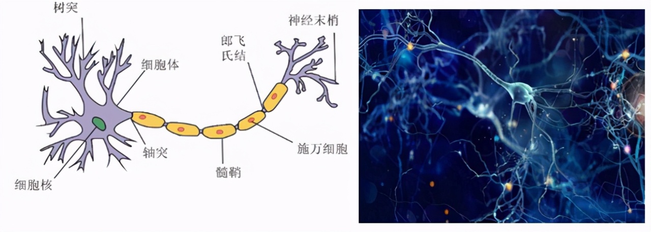 大脑中枢神经受损吃甲钴胺可以吗,牙神经受损疼痛吃甲钴胺有用吗