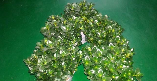 金鱼吊兰适合懒人养的四季花,金鱼吊兰冬季多长时间浇一次水