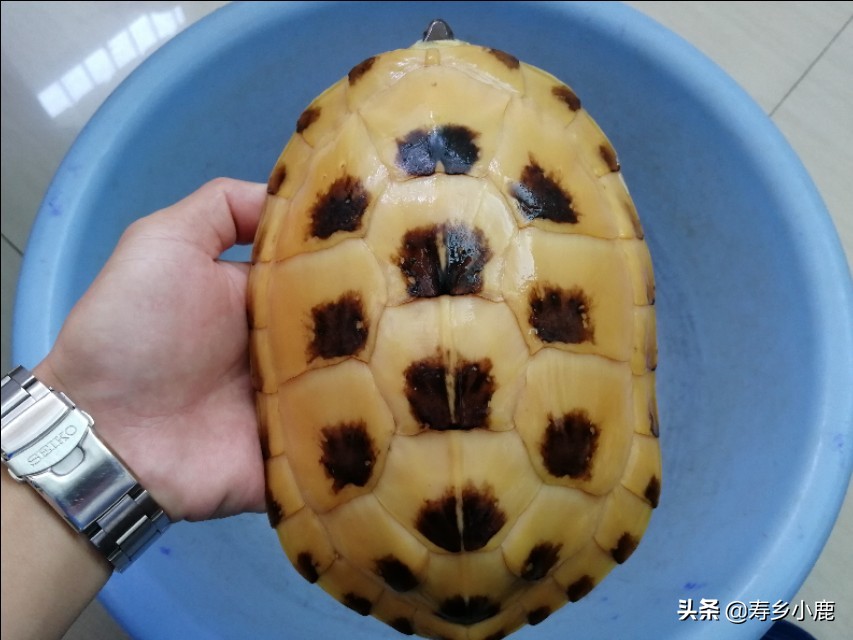 新手黄喉拟水龟,黄喉拟水龟新手