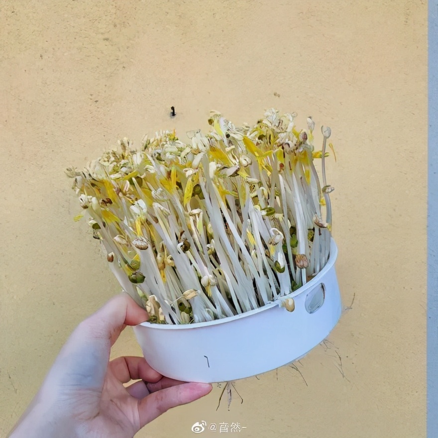 中国的种菜天赋要多离谱,中国种菜天赋惊呆外国人解说