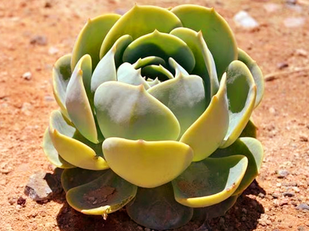 花市买多肉好还是网购多肉好？优缺点都摆在这里，看你喜欢哪种