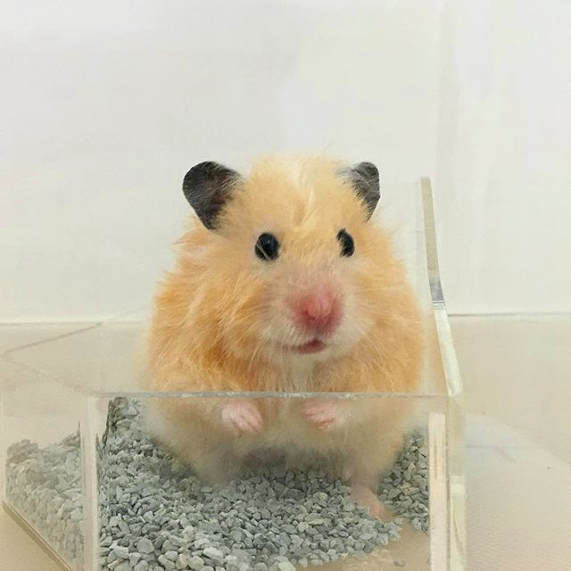 带仓鼠去公园赏花,鼠鼠无心赏花只想吃花朵,主人无奈又担心