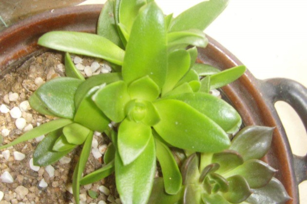 火祭怎么养成绿色的了,火祭夏天怎么养才能长得快