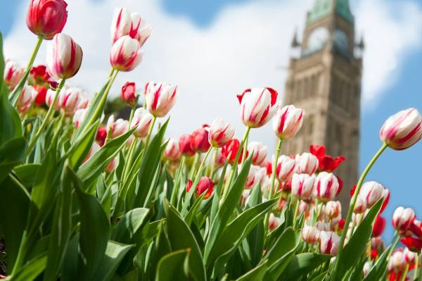 每周一花红玫瑰,花点时间郁金香