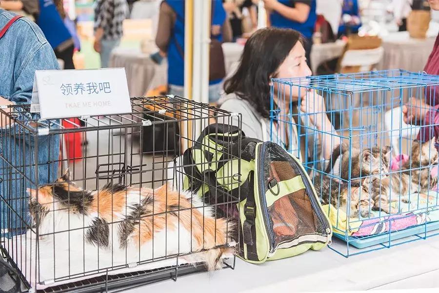 致每一位爱宠人，请了解下困难重重的TNR