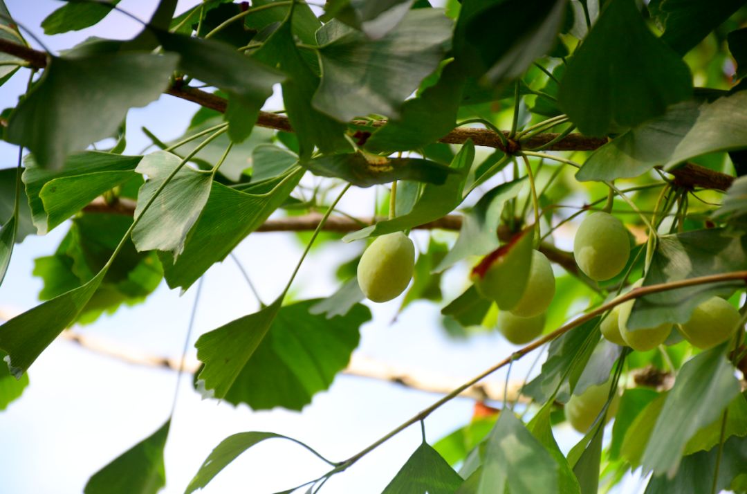 我们在距芜湖70公里的古坝村,找到了向往的生活