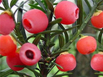 红豆杉叶子发黄用啥药,红豆杉叶子发黄怎么办小妙招