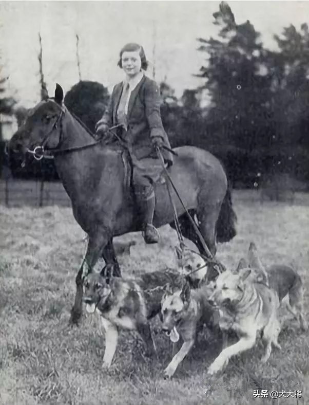 黑狼犬和莱州红犬哪个强,猛犬大战野狼