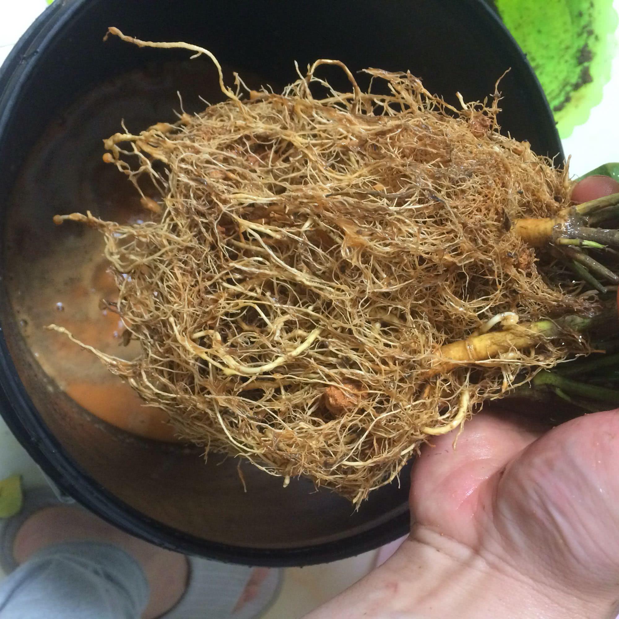 如何才能把栀子花养好,如何才可以把栀子花养好