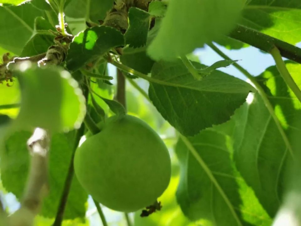 植物叶子长白色斑点怎么办,植物叶片上长满了白点是什么原因