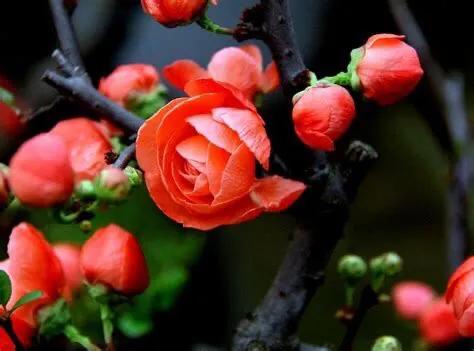 海棠花开花之后怎么修剪栽在土里,海棠花开花了怎么养护