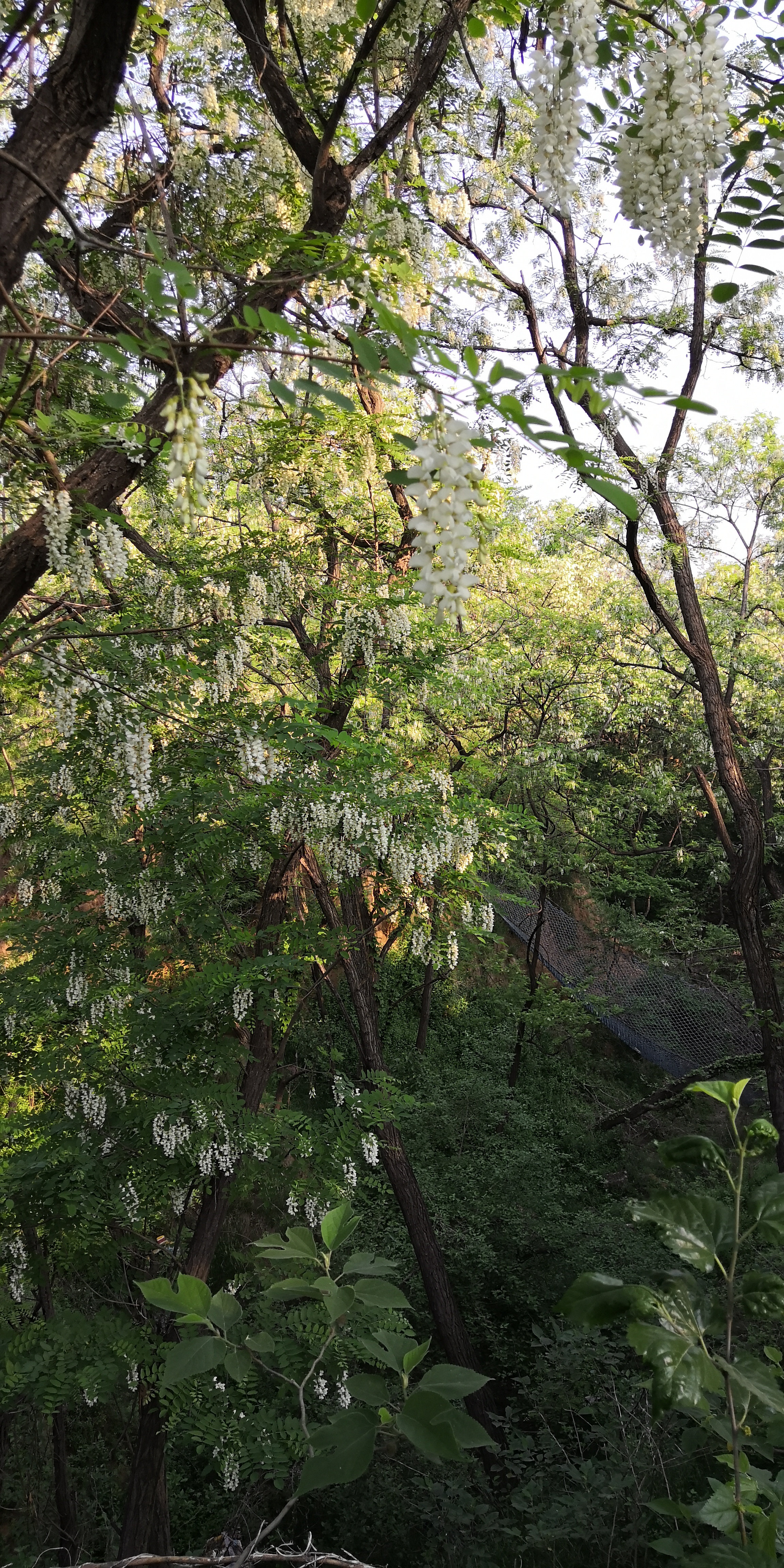 紫槐花最佳吃法,槐花丸子的吃法
