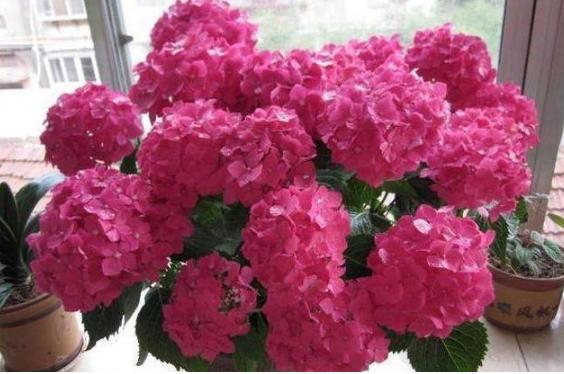 小苏打养花防烂根,小苏打养花方法花叶子发黄怎么办