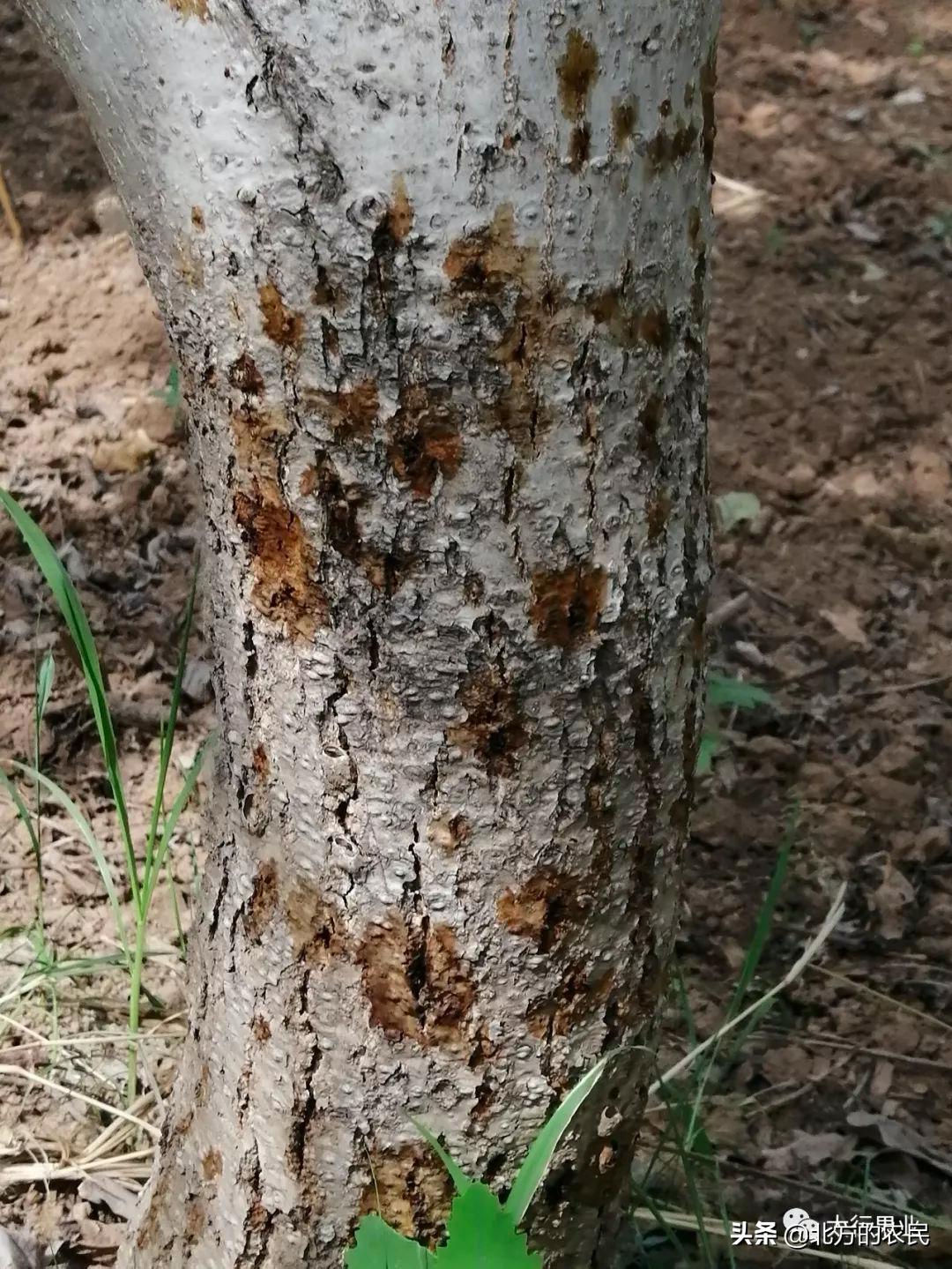 核桃树上出现许多油光发亮的小黑点？注意是腐烂病危害！如何防治