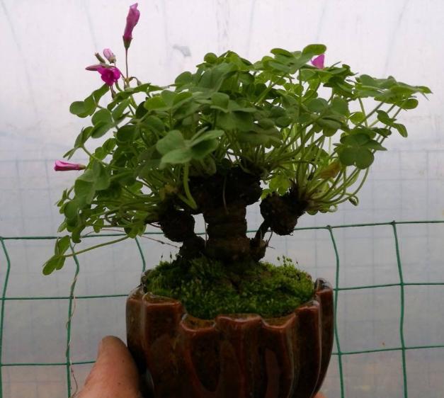 三叶草属于幸运草吗,三叶草是幸运的象征