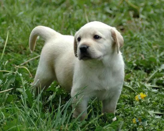 72种名犬分类介绍及图片,72种名犬及图片