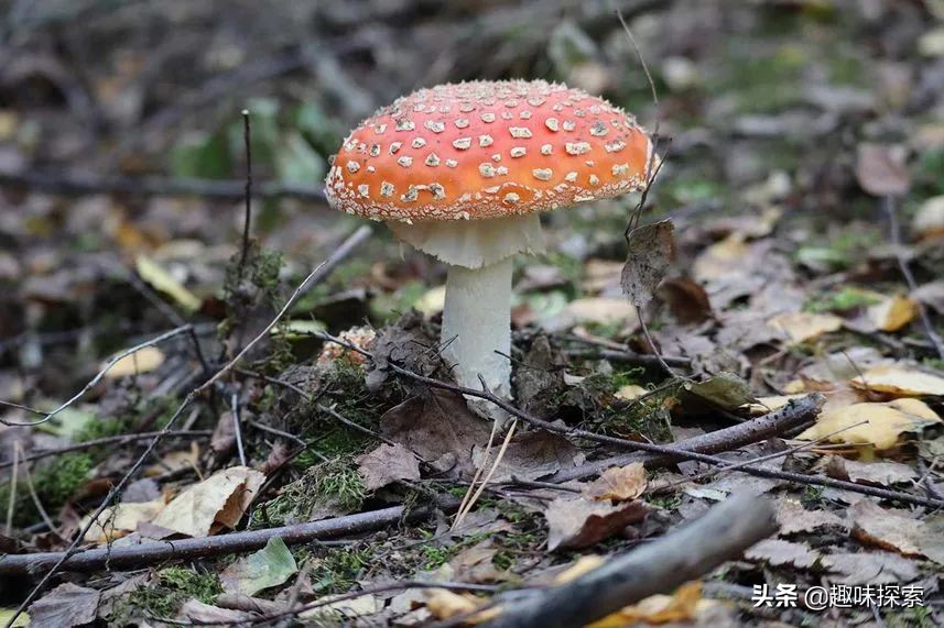 农村常见的蘑菇哪些能吃,吃蘑菇的季节完整视频