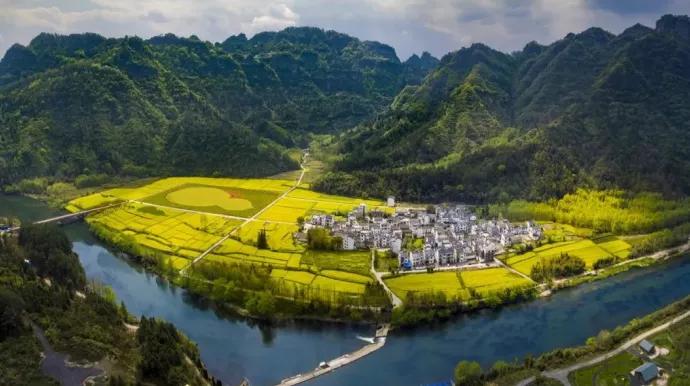 黄山踏青油菜花图片,黄山油菜花景观进入最佳观赏期