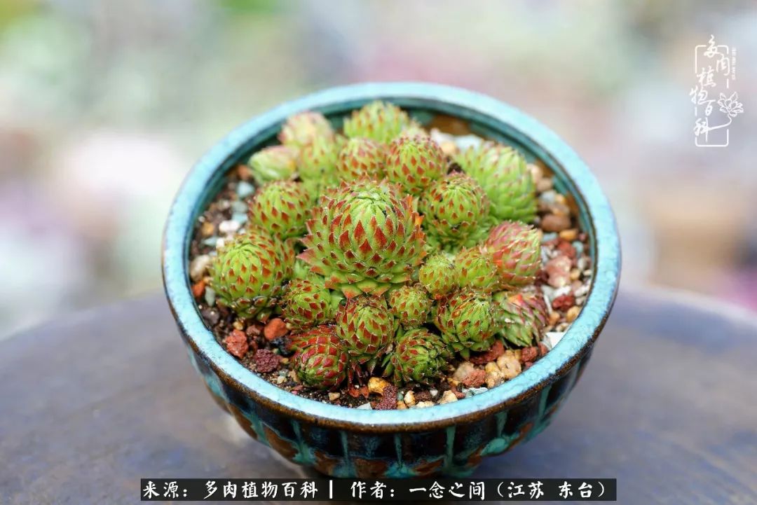 对多肉植物的爱心寄语,赏兰花感言