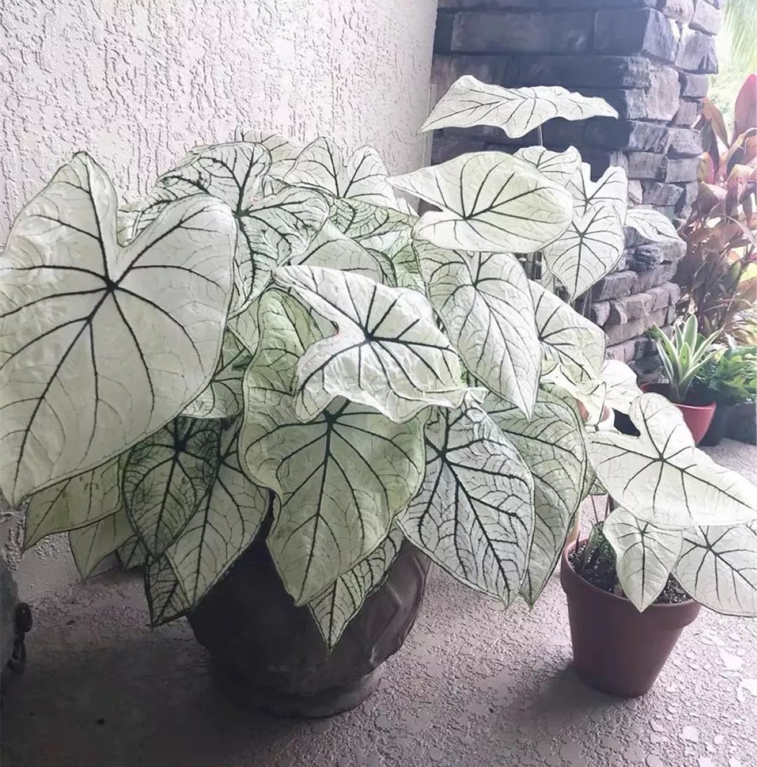 94种常见唯美观叶植物,会开花的绿色硬叶植物