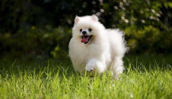 博美得了真菌皮肤病吃什么药,博美狗皮肤病用什么药