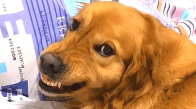 狗狗尾巴动作代表的含义,狗狗的尾巴动作代表的含义