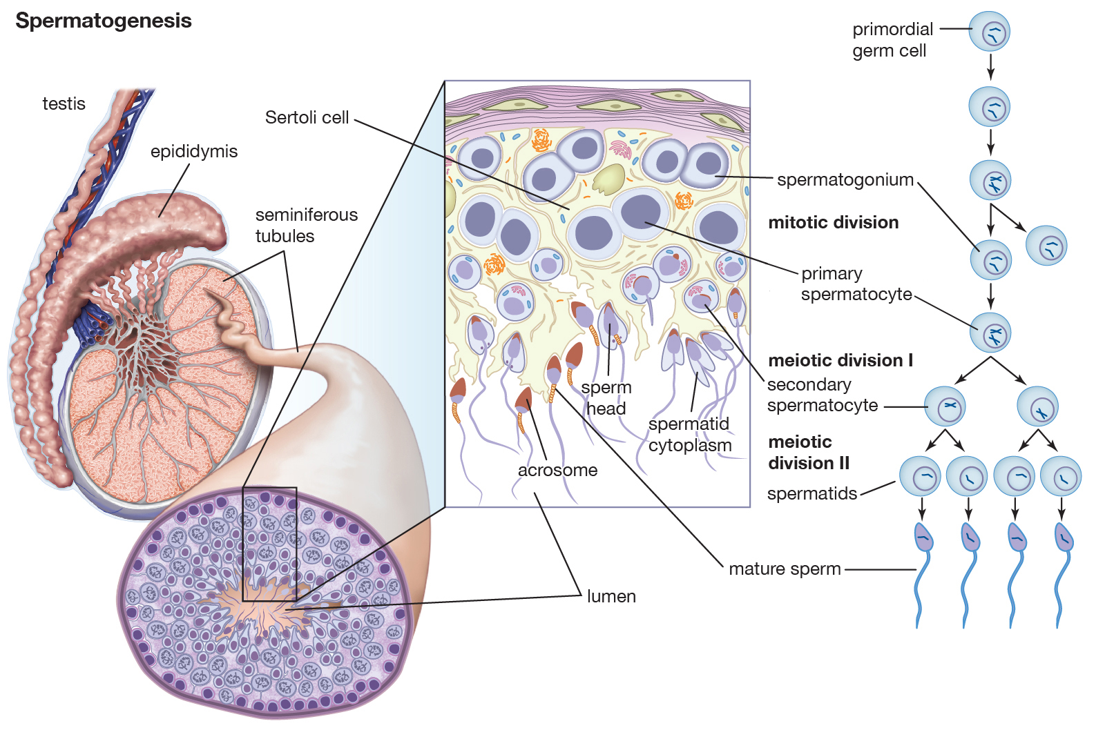 德国避孕煮蛋器,德国发明男士避孕器