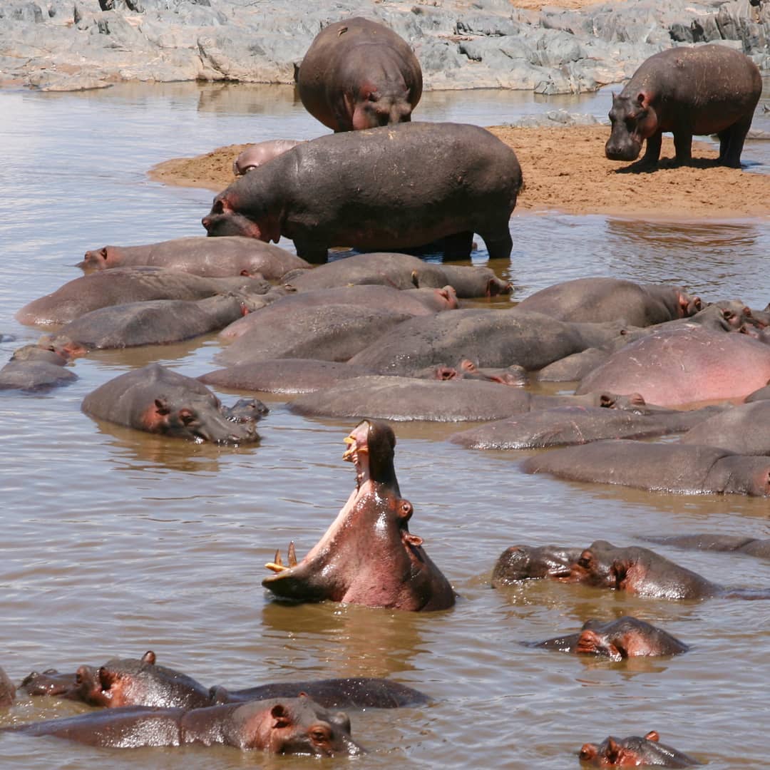 河马的最大天敌,河马为什么是陆地最危险的动物