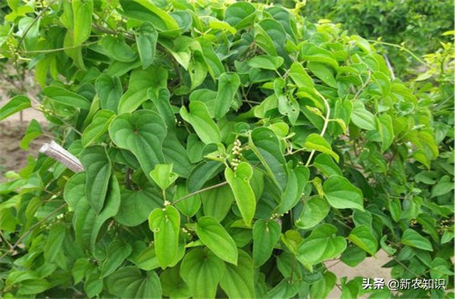 淮山高产施用微量元素方法,淮山高产优质栽培技术研究