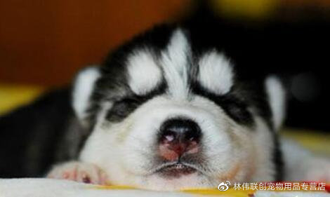 两个月的狗狗拉软便能打疫苗吗,狗狗最近一直软便怎么治疗